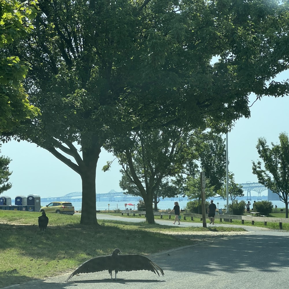 AAHealth_Water's tweet photo. Latest Recreational #WaterQuality Report for #AnneArundel County #HealthyBeaches. #ChesapeakeBay, #MagothyRiver, #PatapscoRiver, Rhode River, #SevernRiver, South River, West River, Stoney Creek, Weems Creek. https://t.co/QUJH4LWdDC https://t.co/lpM54D1xCl