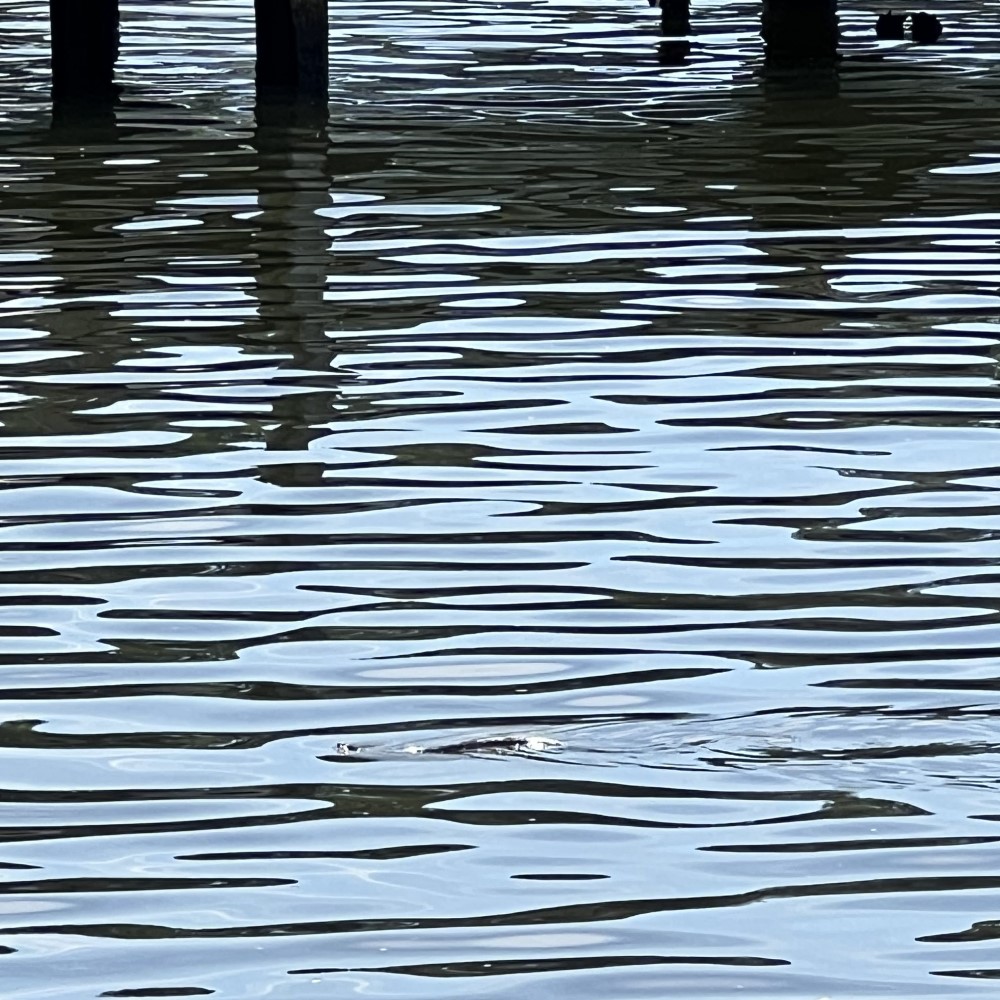 AAHealth_Water's tweet photo. Latest Recreational #WaterQuality Report for #AnneArundel County #HealthyBeaches. #ChesapeakeBay, #MagothyRiver, #PatapscoRiver, Rhode River, #SevernRiver, South River, West River, Stoney Creek, Weems Creek. https://t.co/QUJH4LWdDC https://t.co/lpM54D1xCl