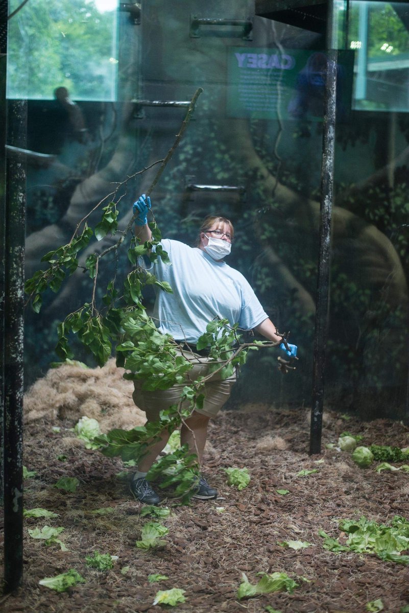 LouisvilleZoo's tweet photo. #ZooKeeperWeek is almost over! Time to get creative. Let's call our Gorilla Forest keepers! When you are a Zoo keeper, you need dedication, ingeniuty, patience & lots of creativity! Gorilla Forest keepers are excellent at creating fun, stimulating and BEAUTIFUL enrichment. https://t.co/mbi1ot0RYT