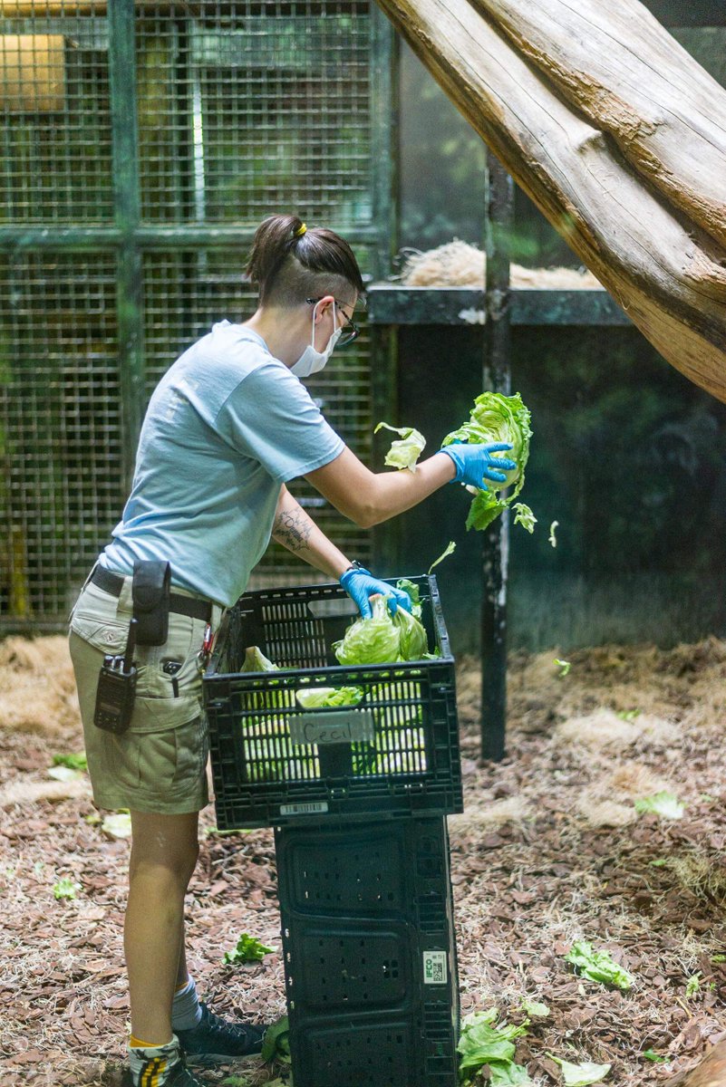 LouisvilleZoo's tweet photo. #ZooKeeperWeek is almost over! Time to get creative. Let's call our Gorilla Forest keepers! When you are a Zoo keeper, you need dedication, ingeniuty, patience & lots of creativity! Gorilla Forest keepers are excellent at creating fun, stimulating and BEAUTIFUL enrichment. https://t.co/mbi1ot0RYT