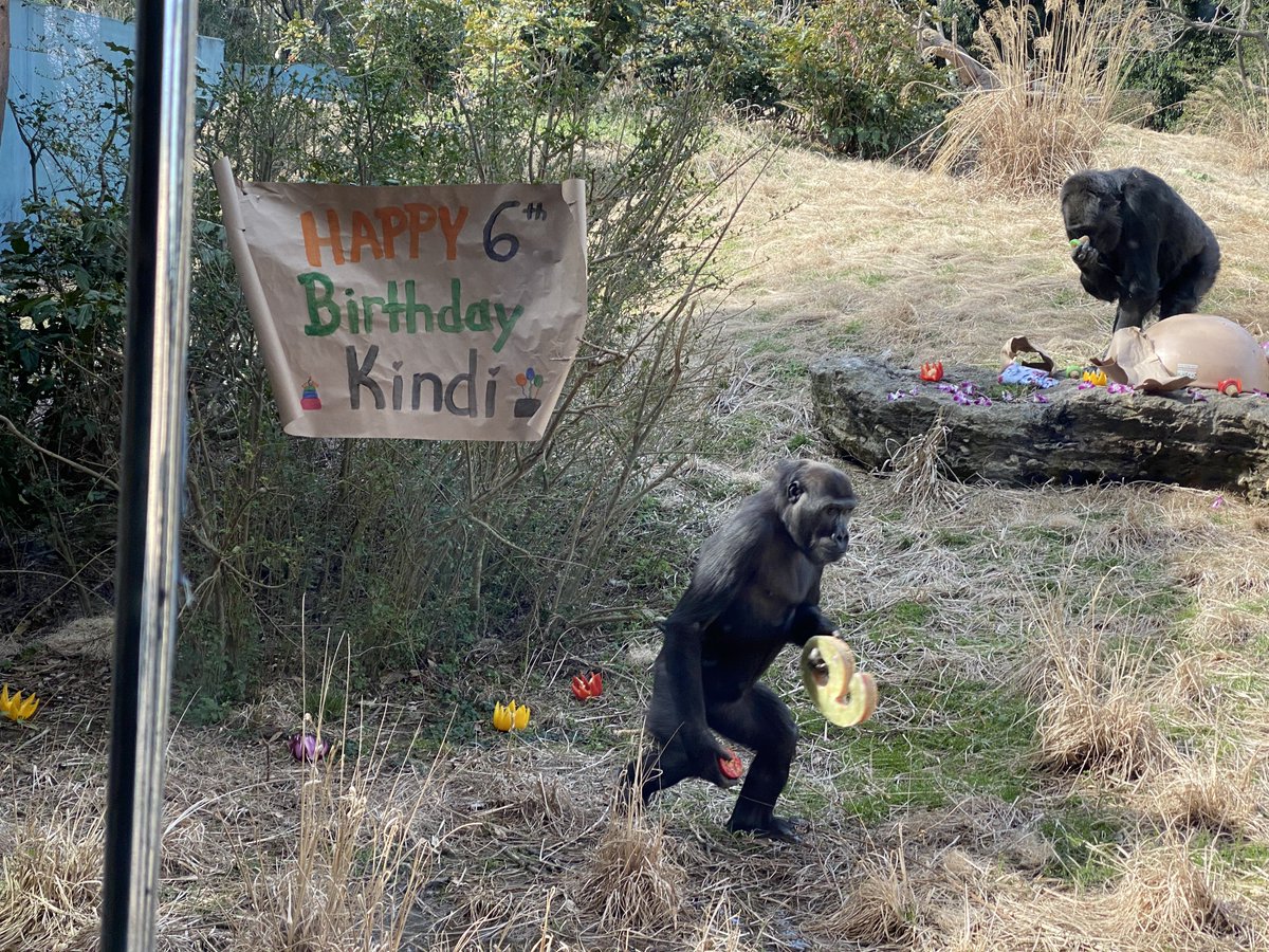 LouisvilleZoo's tweet photo. #ZooKeeperWeek is almost over! Time to get creative. Let's call our Gorilla Forest keepers! When you are a Zoo keeper, you need dedication, ingeniuty, patience & lots of creativity! Gorilla Forest keepers are excellent at creating fun, stimulating and BEAUTIFUL enrichment. https://t.co/mbi1ot0RYT