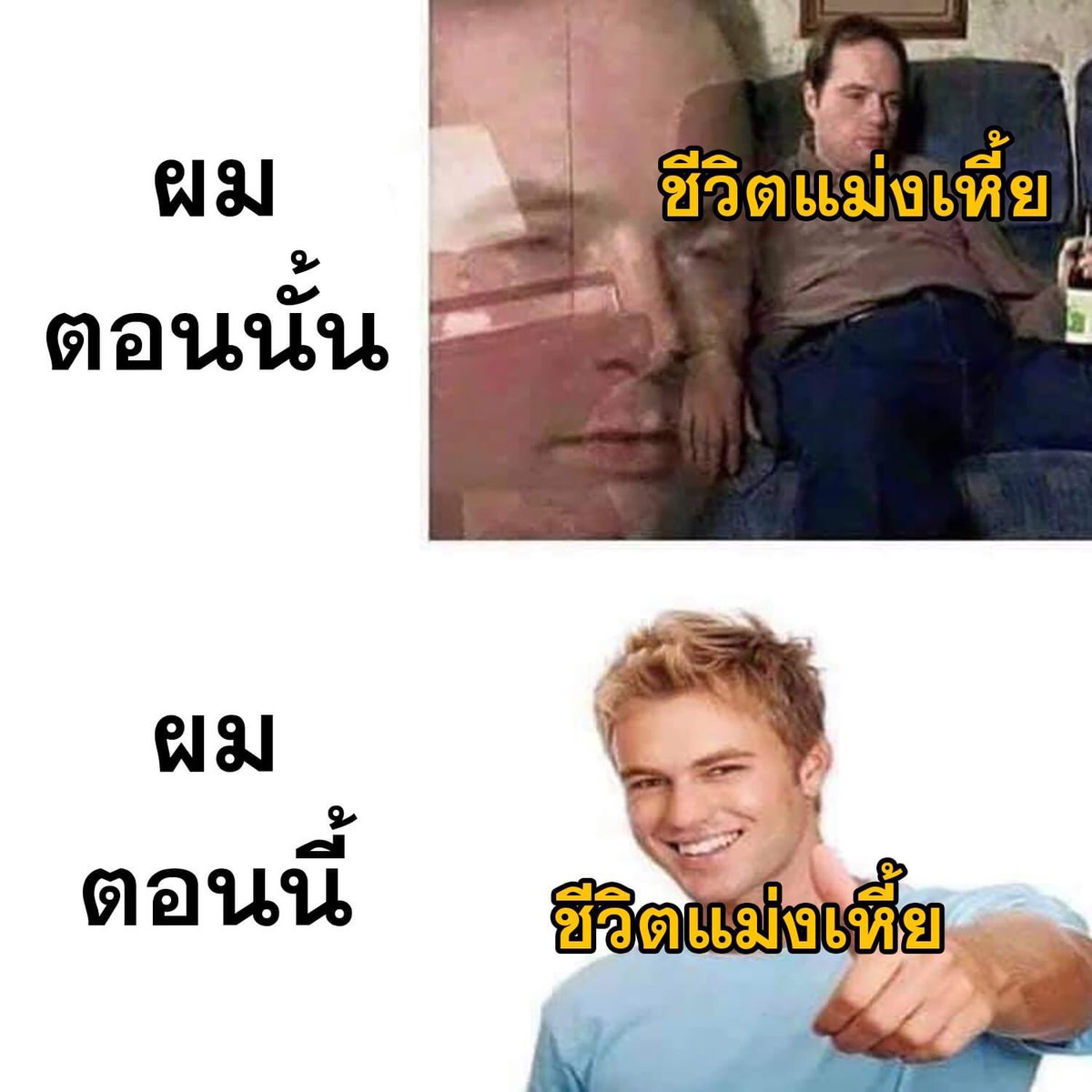 แมวออกกำลัง tweet media