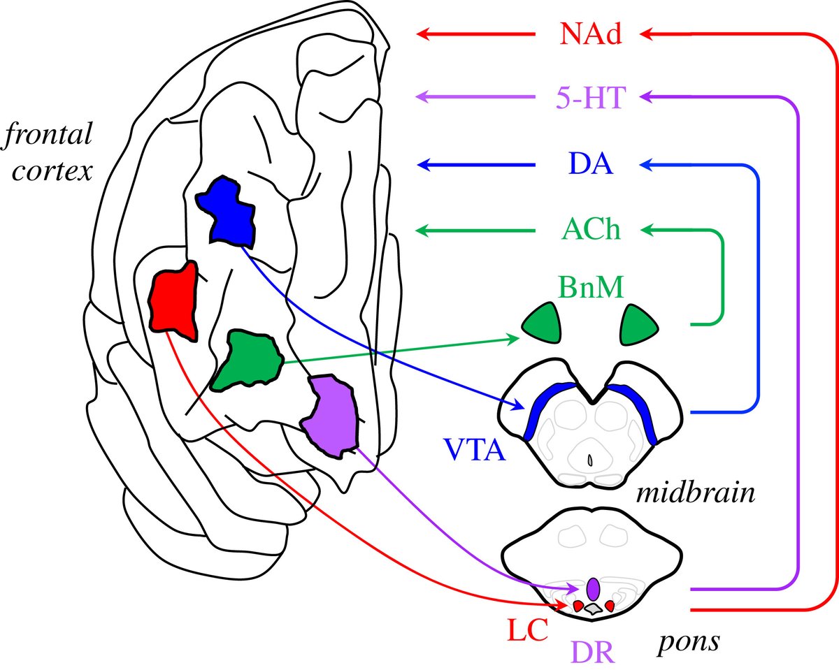 RSocPublishing's tweet photo. New from #InterfaceFocus: Neuromodulatory control of complex adaptive dynamics in the #brain https://t.co/9tLwCzcbpz | #WorldBrainDay #SystemsBiology https://t.co/8Z8SUXb8zC