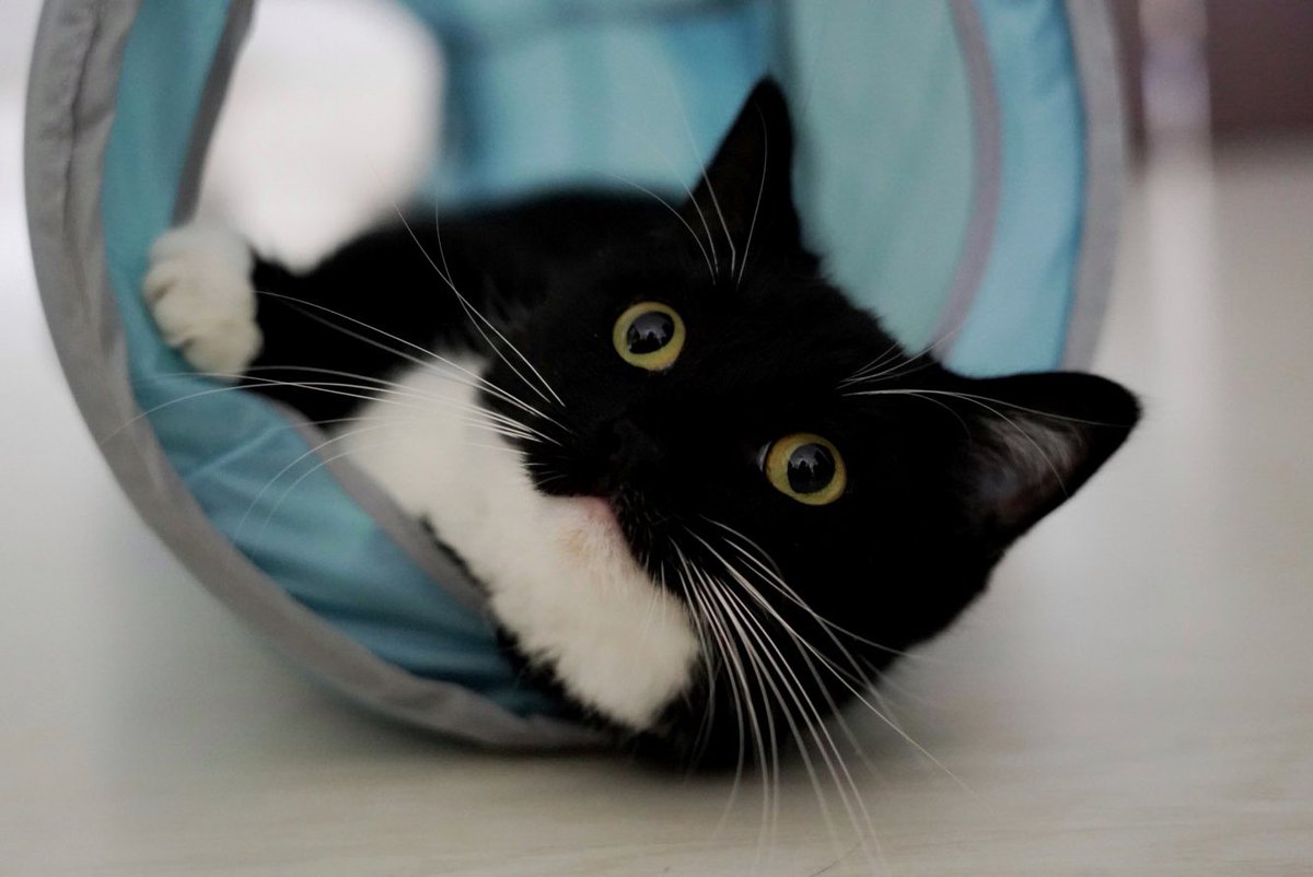 ＼YouTube更新🎉／

新しい猫トンネルで大興奮な猫 It's adorable to see Uni so excited to play in the new ca... youtu.be/zta2O4jt76M
