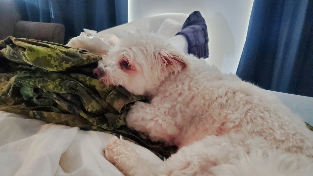 Willoux2's tweet photo. Sweet Yeti missed dad. #MilitaryDog #ygk https://t.co/4K293QXOgb