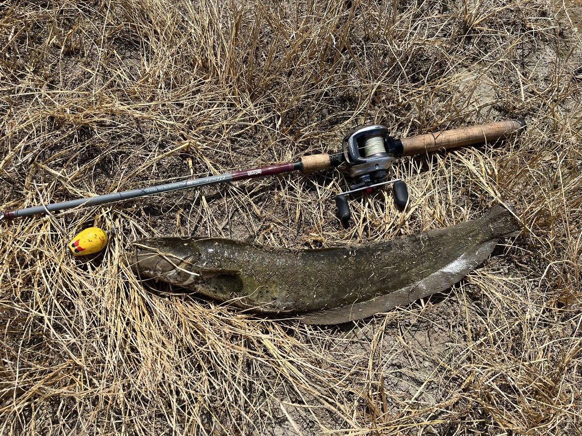 catfish_kun's tweet photo. 本日のナマズ釣果
炎天下デイナマ🔥
今回もショートバイト多し💦
めまい&息切れと戦いながら🥵💦
熱中症注意⚠️ですね🔥
なんとか3ゲットでした☺️✨
ポップちゃんありがと〜🥰✨✨
20バイト3ヒット3ゲット
#マサ工房 #デカポップ #ザクトクラフト #flixir #デイナマ https://t.co/PKp3qy44qb