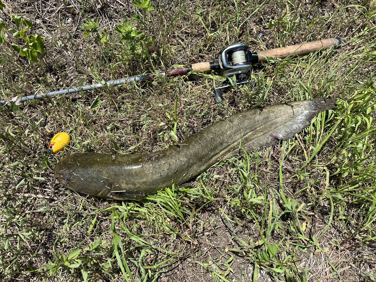 catfish_kun's tweet photo. 本日のナマズ釣果
炎天下デイナマ🔥
今回もショートバイト多し💦
めまい&息切れと戦いながら🥵💦
熱中症注意⚠️ですね🔥
なんとか3ゲットでした☺️✨
ポップちゃんありがと〜🥰✨✨
20バイト3ヒット3ゲット
#マサ工房 #デカポップ #ザクトクラフト #flixir #デイナマ https://t.co/PKp3qy44qb