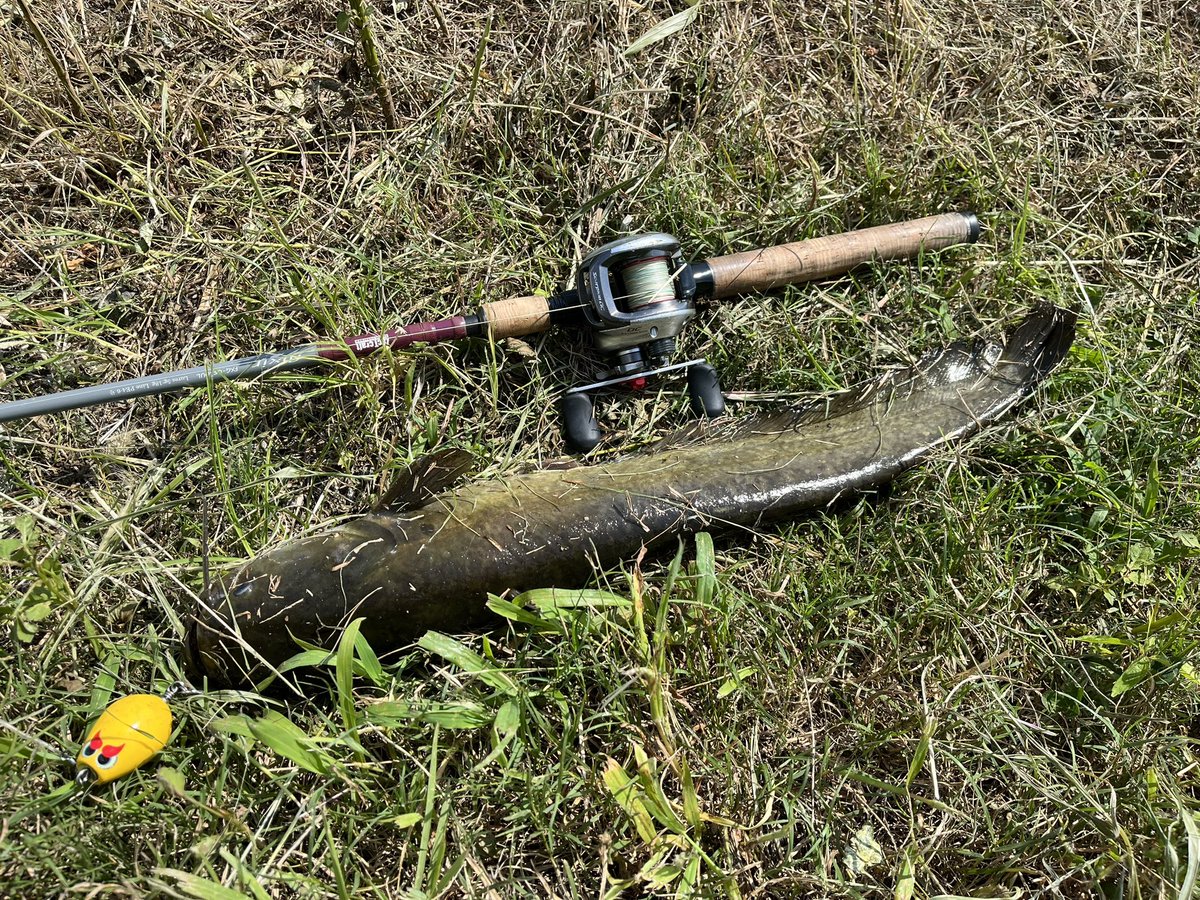 catfish_kun's tweet photo. 本日のナマズ釣果
炎天下デイナマ🔥
今回もショートバイト多し💦
めまい&息切れと戦いながら🥵💦
熱中症注意⚠️ですね🔥
なんとか3ゲットでした☺️✨
ポップちゃんありがと〜🥰✨✨
20バイト3ヒット3ゲット
#マサ工房 #デカポップ #ザクトクラフト #flixir #デイナマ https://t.co/PKp3qy44qb