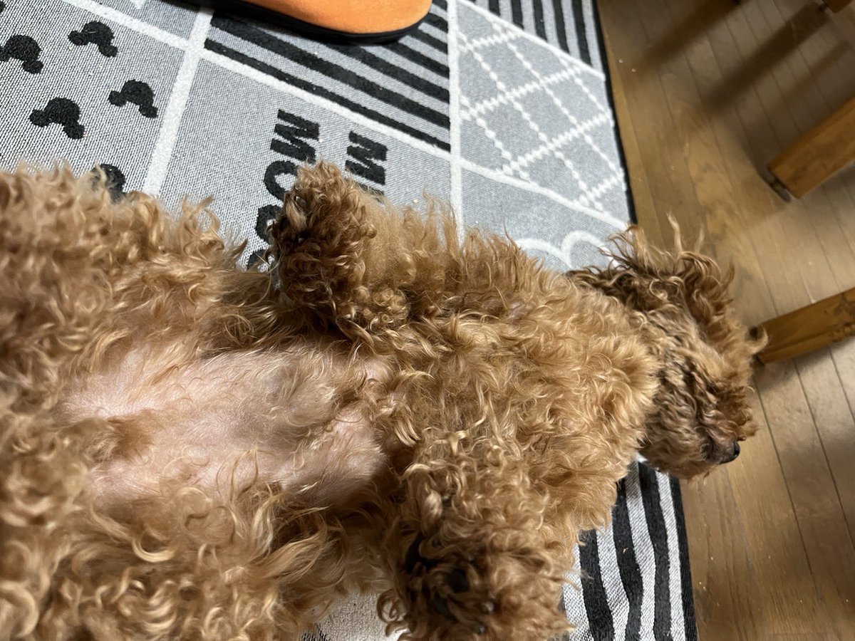 ryuai4812's tweet photo. 暑くてバタン⭐️
#まるぷー https://t.co/i7qBX9L2cI