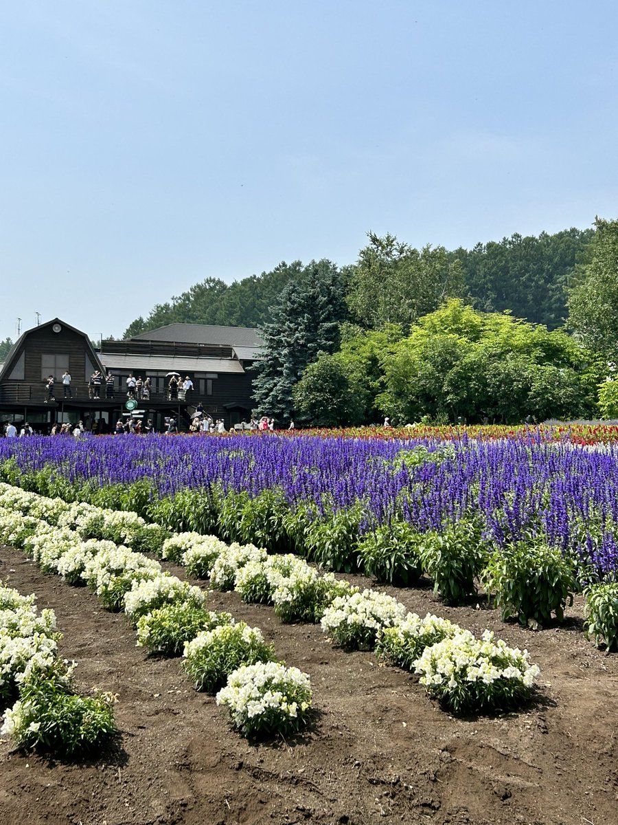 kent8101's tweet photo. #メモリアル
#富良野
#美瑛
#ファーム冨田
#ぜるぶの丘 https://t.co/9aZOUwiyN7
