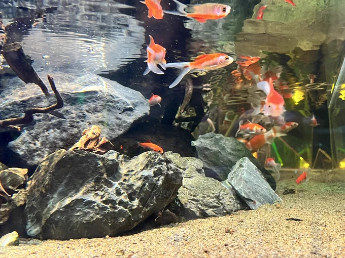 金魚