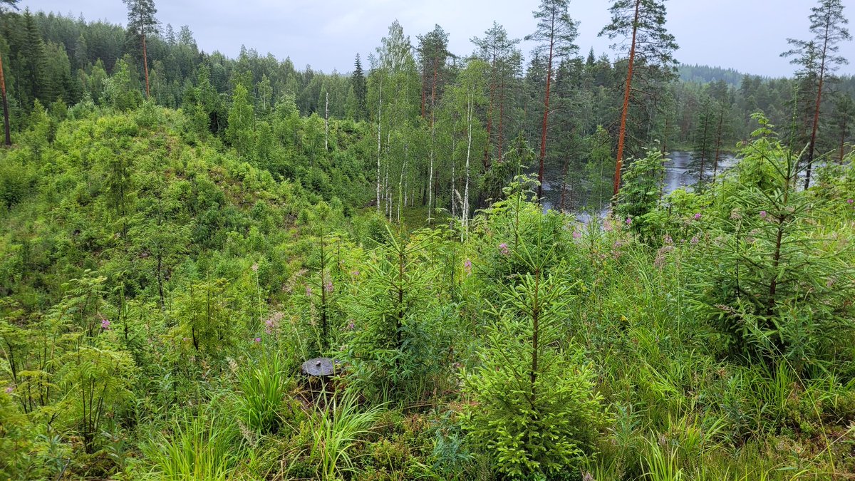 Uusi #hiilinielu hyvässä kasvussa. Tukkimetsä hakattiin keväällä 2018 ja istutus syksyllä. Nyt kuusen taimet 2 m pitkiä ja lisäksi runsaasti luonnonrauduskoivua.

Miksi #yle ja #hs eivät julkaise tällaisia aukkohakkuukuvia?