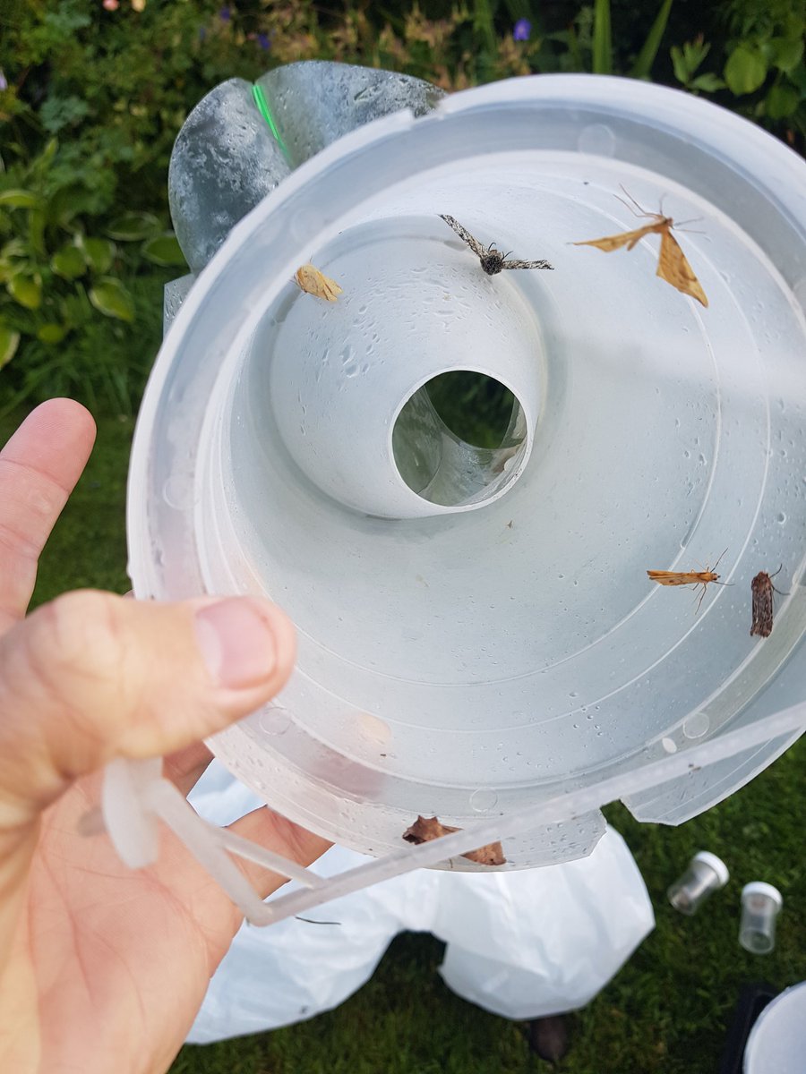 Handy tip for increasing moth trap yields - put other pots nearby to catch things. I put this pheromone trap (without pheromones) beside my trap, hoping that some moths might go in. It worked! Peppered moth was in this but not inside the trap. Plant pots with cones also work.