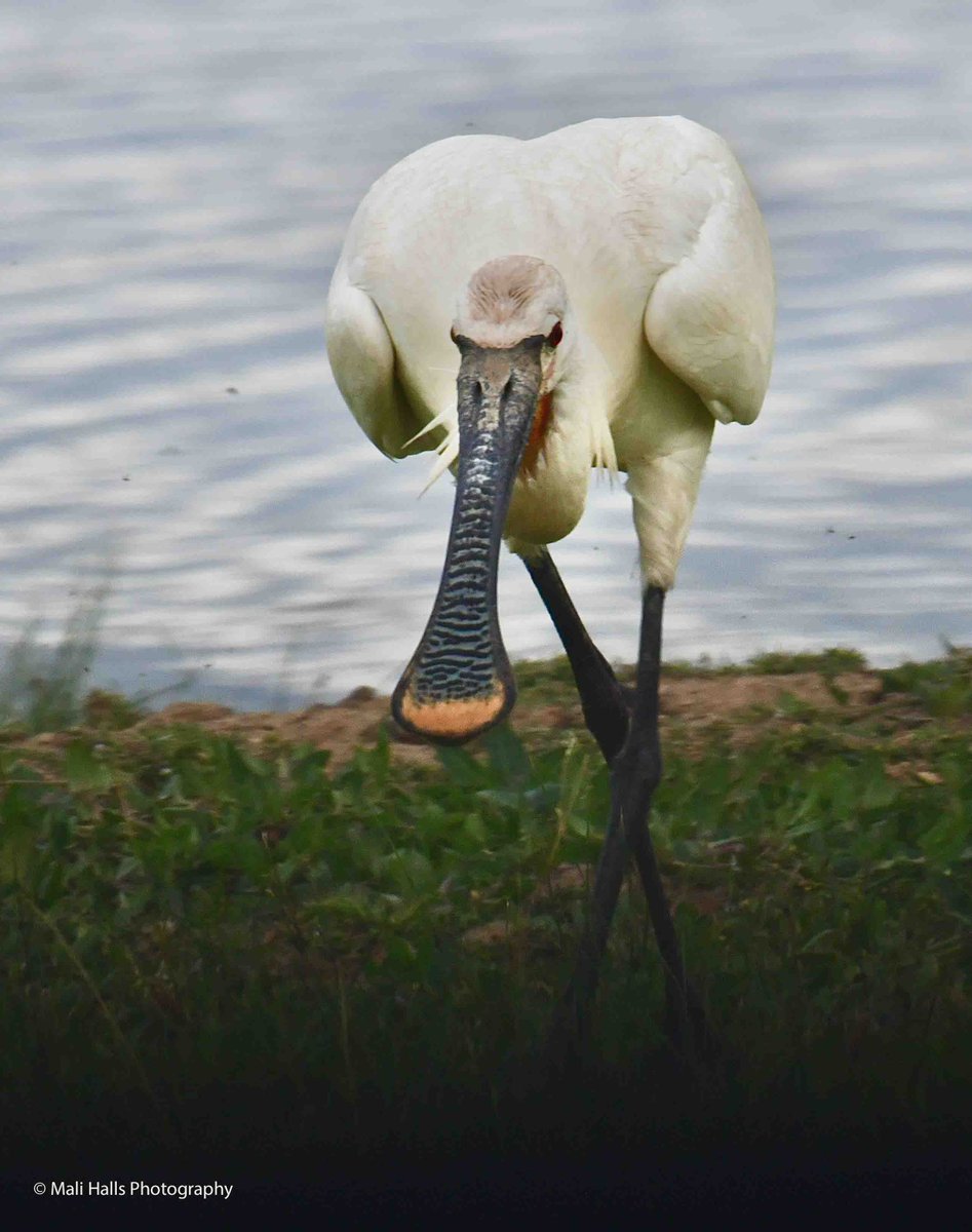 MaliHalls's tweet image. #Spoonbill.

#Morning #Tweeps, I hope your #day is #good...Its #sunny here right now.

#BirdTwitter #Nature #Photography #wildlife #birds #TwitterNatureCommunity #birding #NaturePhotography #birdphotography #WildlifePhotography #Nikon #Sigma #wader