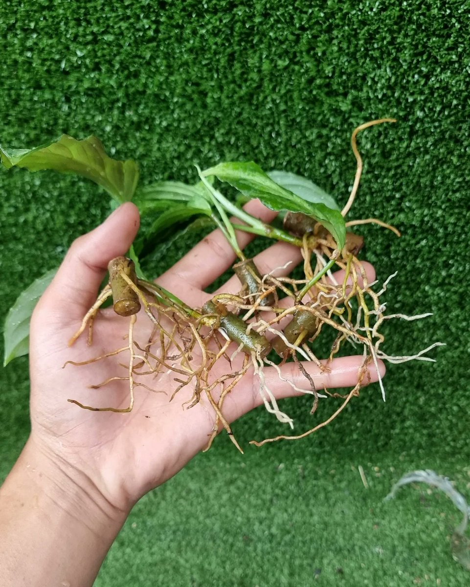 impictum's tweet photo. Propagating 🌱🌱🌱
#Aglaonemapictum
#Aglaonemapictumtricolor
#instaplant #houseplantclub #plantaddict #indoorjungle #hoyakerrii #alocasiablackvelvet #spathiphyllum
#rainforest #rainforests #rainyforest https://t.co/OPkJem59Gb