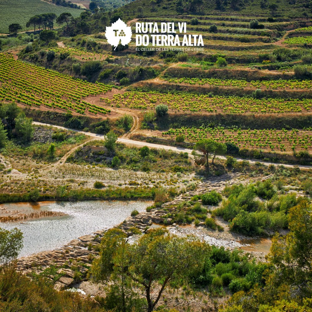 🍷 Voleu conèixer els secrets de l'elaboració del vi? Feu-ho de la mà dels cellers de la #TerraAlta, alguns d’ells amb una tradició centenària, i acabeu la visita amb un tast! ℹ️ tuit.cat/6ZkMd 📸 Ruta del Vi #DOTerraAlta #TerresdelEbre @doterraalta @TurismeTerrAlta