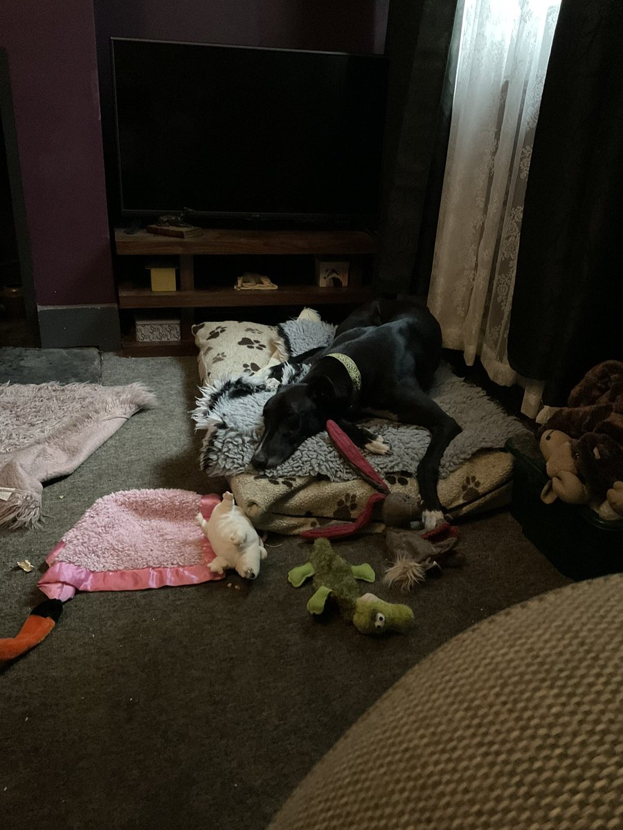 allisonh573's tweet photo. Meet Jake picked him up yesterday from Hectors Greyhound Rescue 😍😍😍 https://t.co/HTkSVDJpkO