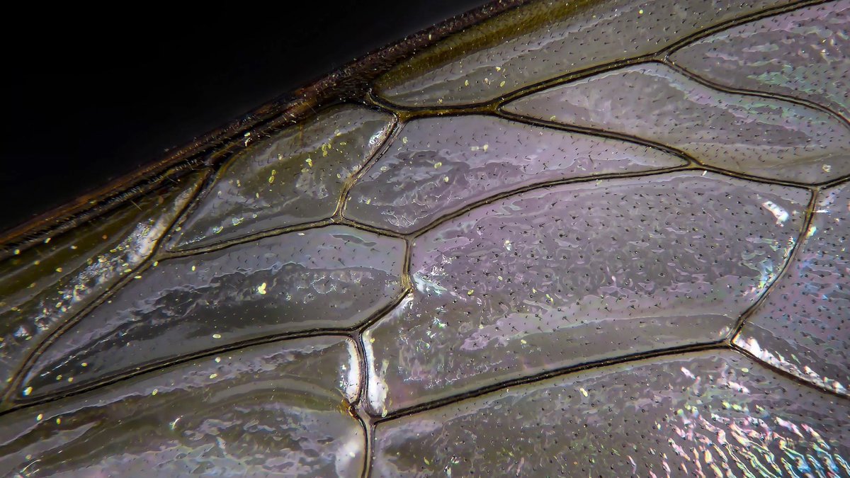 Some will like it, some will hate it but I absolutely love this shirt! 😍

The bee wing pattern and close up colour is immense. 🐝 

Hopefully some big wins coming in this kit. 🤞 

#BrentfordFC
