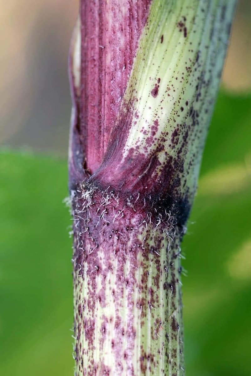 Сэрэмжлүүлэг‼️‼️‼️
Зун зайсангийн чингэсийн хүрээнээс богд уулруу алхах үед gaint hogweed гэх энэ ургамал таарчийна. Таархдаа үрээ цацаад дуусаад хатаж байгаа байдалтай байсан бөгөөд ойролцоогоор хүний бүсэлхийгээр татхаар өндөр ургажээ. Нэг ийм ургамалын нэг цэцэгийн шүхэр 5,000