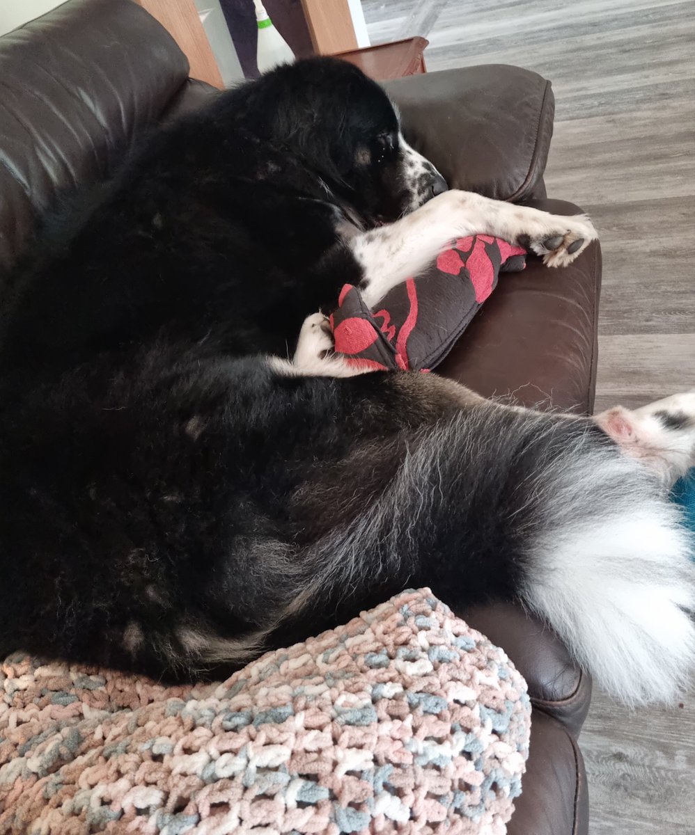 OzzytheRomanian's tweet image. It's the weekend so let's have a lie in  #dogsoftwitter #SaturdayVibes #liein