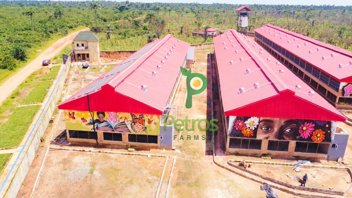PetrosFarms's tweet photo. From humble beginnings with only a handful of employees, we have now grown into a family of over 50 employed individuals. Indeed, we are catalysts of change, transforming not only the lives of our team members but also the lives of their families and the communities they belong right here in Nigeria.

@PetrosFarms is gearing up to unveil its biggest chicken house yet. Brace yourselves, as this colossal structure is designed to accommodate a whopping 20,000 chickens. We are incredibly proud of how far we have come. Our journey has been filled with challenges and triumphs, but our team's passion and expertise have led us to this incredible milestone. Opening Pen 3 will not only allow us to increase our production capacity but also create more job opportunities for our youth.

Petros Farms is not just a name; it is a symbol of hope and progress for all who are part of our journey. We invite you to join us in celebrating this milestone, as we continue to pave the way for a prosperous future; where our passion for poultry farming meets the aspirations of our youth, where our expertise cultivates sustainable growth, and where the impact of our efforts resonates far beyond the walls of Petros Farms.