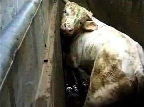 I never saw you, but I know you. I never touched you, but I feel you. I never met you, but I miss you. I know you're gone, but I won't forget you. I couldn't save you, but I fought for you. I am an Animal Defender and always will be.. Waiting for her turn at the slaughterhouse...