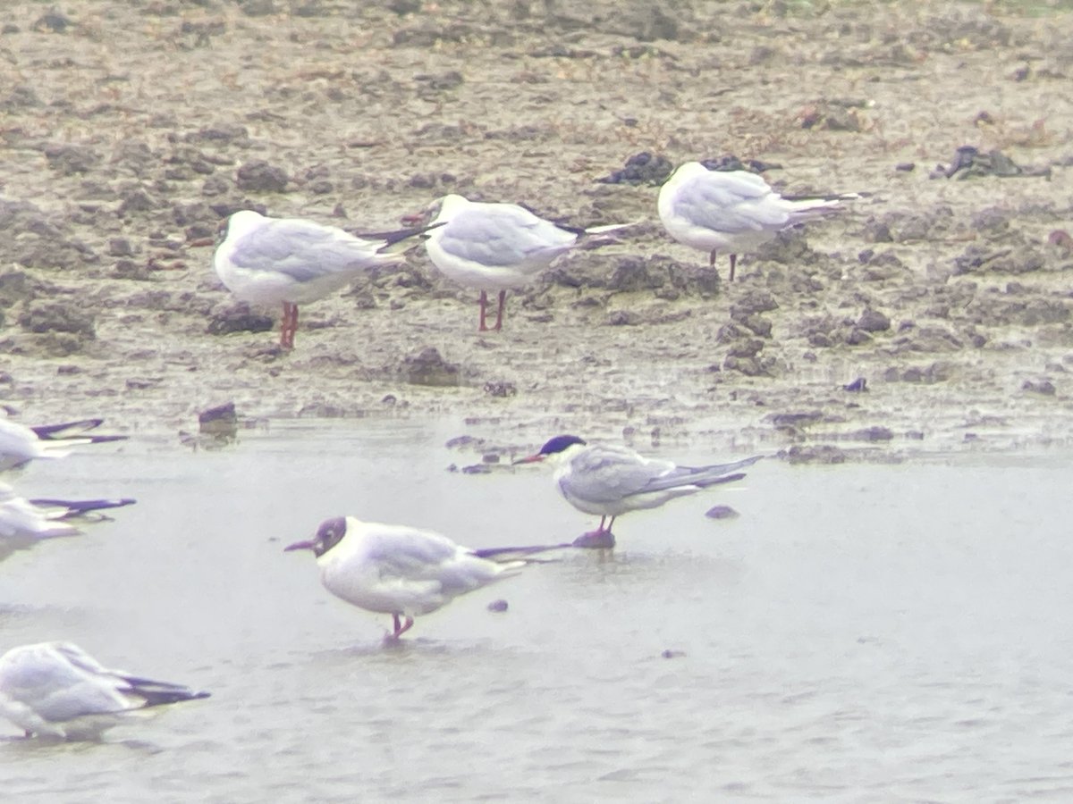 Goldcliff so far 1 Common Tern, 1 Turnstone, 1 Spoonbill, Spotshank so far #gwentbirds