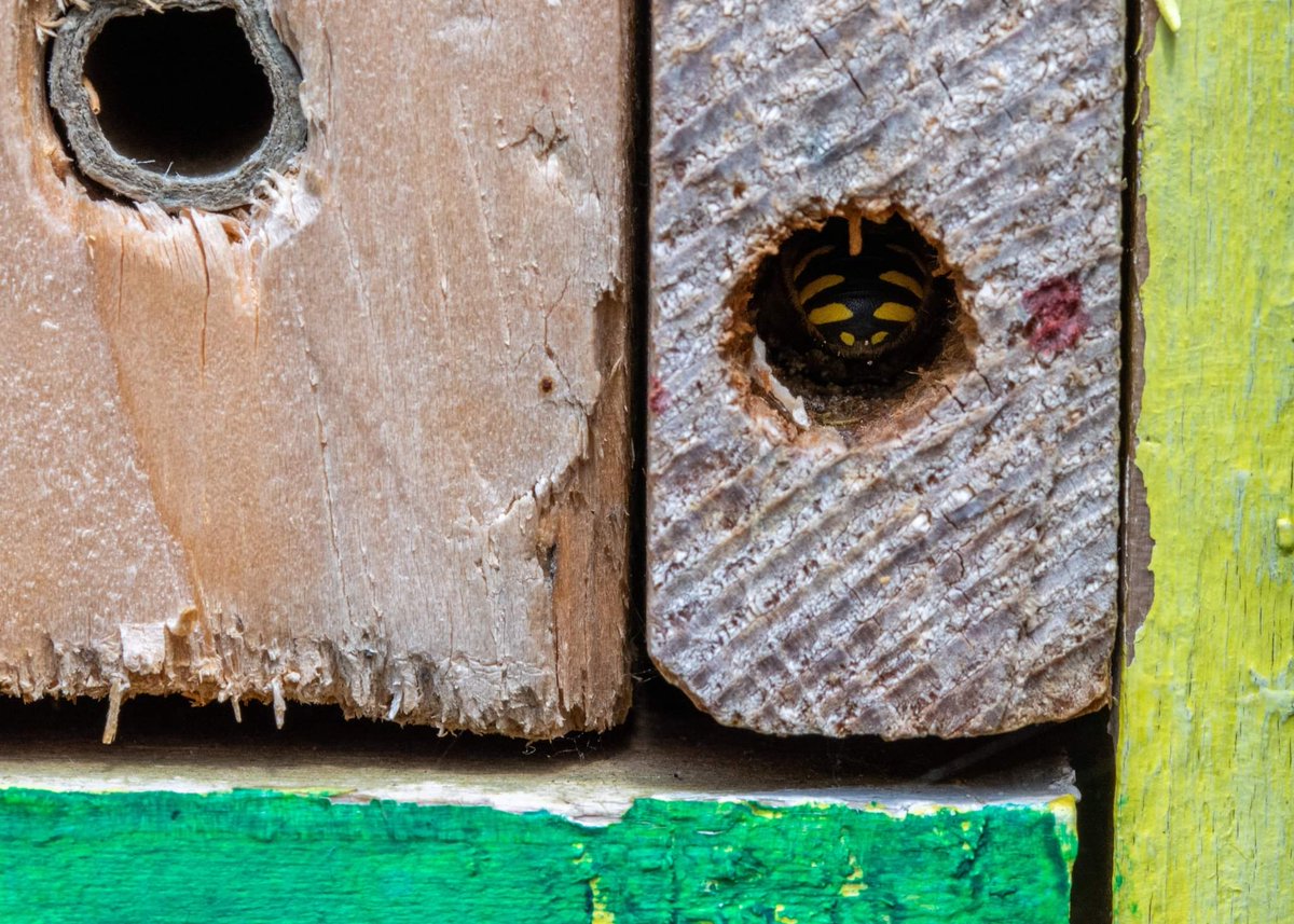 PhilipGreaves3's tweet photo. Yesterday I thought I had a wasp resting in my old bee hotel, today it had moved into another tube and when it emerged I was amazed to see my first ever sighting of a Wool Carder Bee. ๐๐
#solitarybees #woolcarderbee #bee @BioDataCentre https://t.co/j6qRSHgZlt