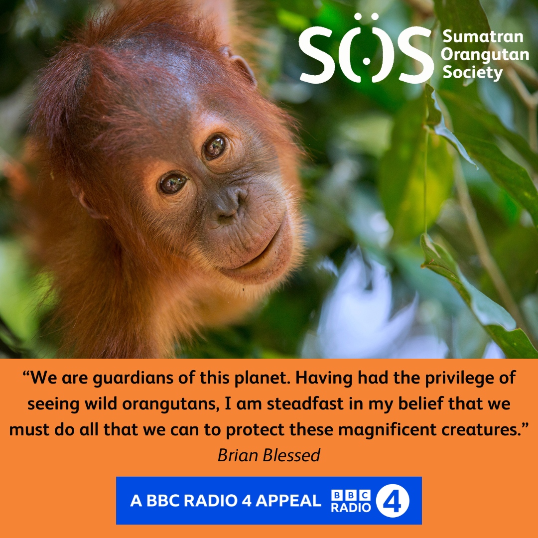 OrangutansSOS's tweet image. 🚨Today is your last chance to donate to our BBC #R4Appeal to help us protect the Indonesia rainforests - home to Sumatran and Tapanuli orangutans. 

Please listen to @brianblessed speak and donate before the end of the day 🦧🙏

bbc.co.uk/programmes/m00…