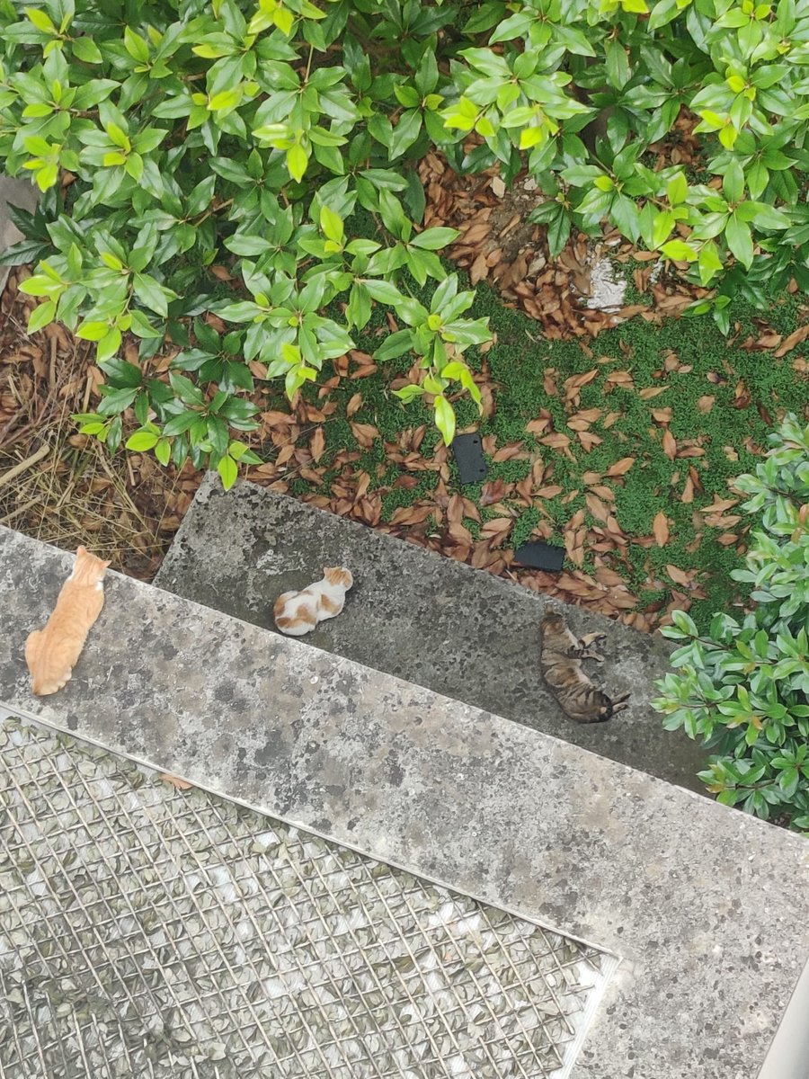 BoubaCie's tweet photo. Coucou des #chatslibres de #RuedePatay #Paris13
Stella et Macchia , Roméo le mâle ( blanc et roux ) et un de leur copain ( le roux ) https://t.co/t2BQp338a8