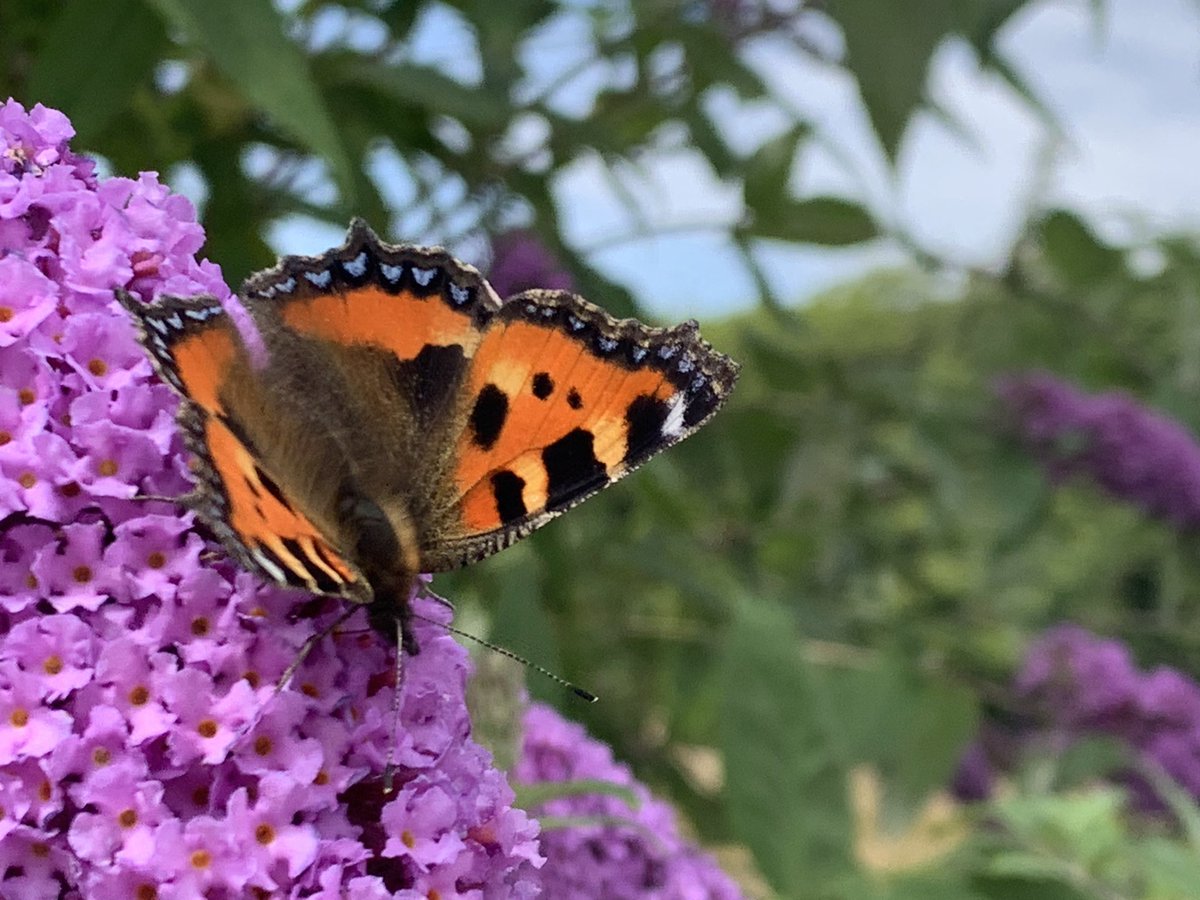 Dawnmorrish's tweet photo. @urbanponds101 Our garden is alive with them and the bees it’s wonderful https://t.co/gxWS4paNnD