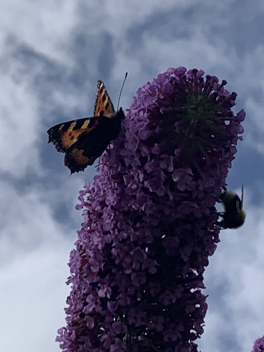 Dawnmorrish's tweet photo. @urbanponds101 Our garden is alive with them and the bees it’s wonderful https://t.co/gxWS4paNnD