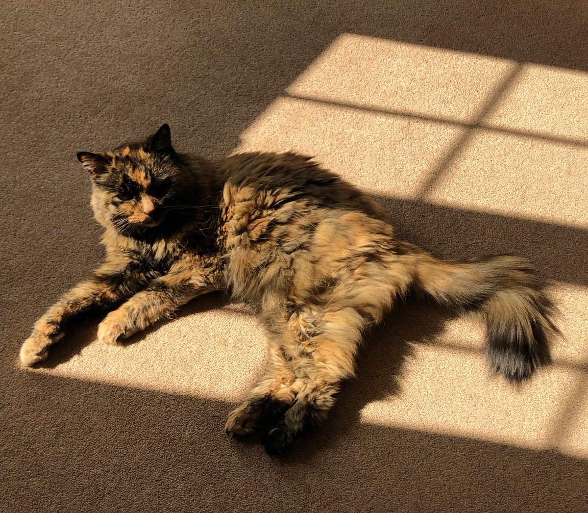 NTortie's tweet photo. #Caturday sun puddle ☀️ Warming up the #SuperSeniorCatsClub floof 😸 #CatsOfTwitter 
🖤🤎🧡 🐾🐾😽 https://t.co/Nq6fFQevsR