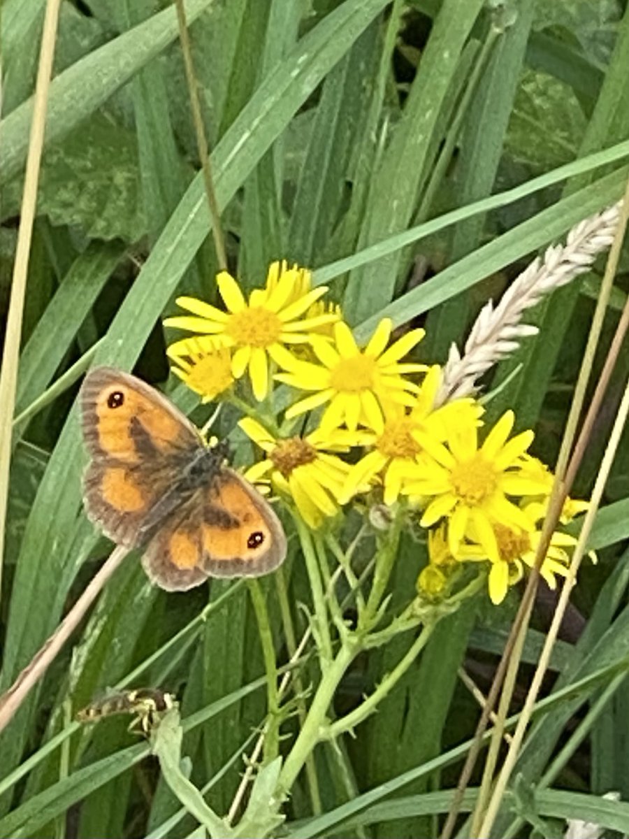 MatPhillips2's tweet image. Weather is not great, but it’s #BigButterflyCount ..⁦@savebutterflies⁩