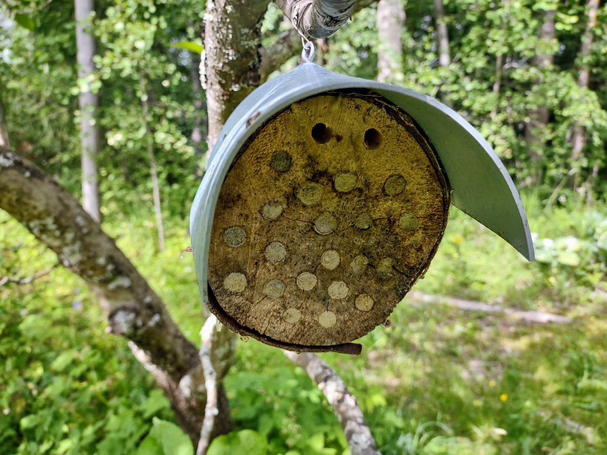 This #beehotel is almost full booked. Solitary #wasps I suppose.
#semiwild #organic #garden