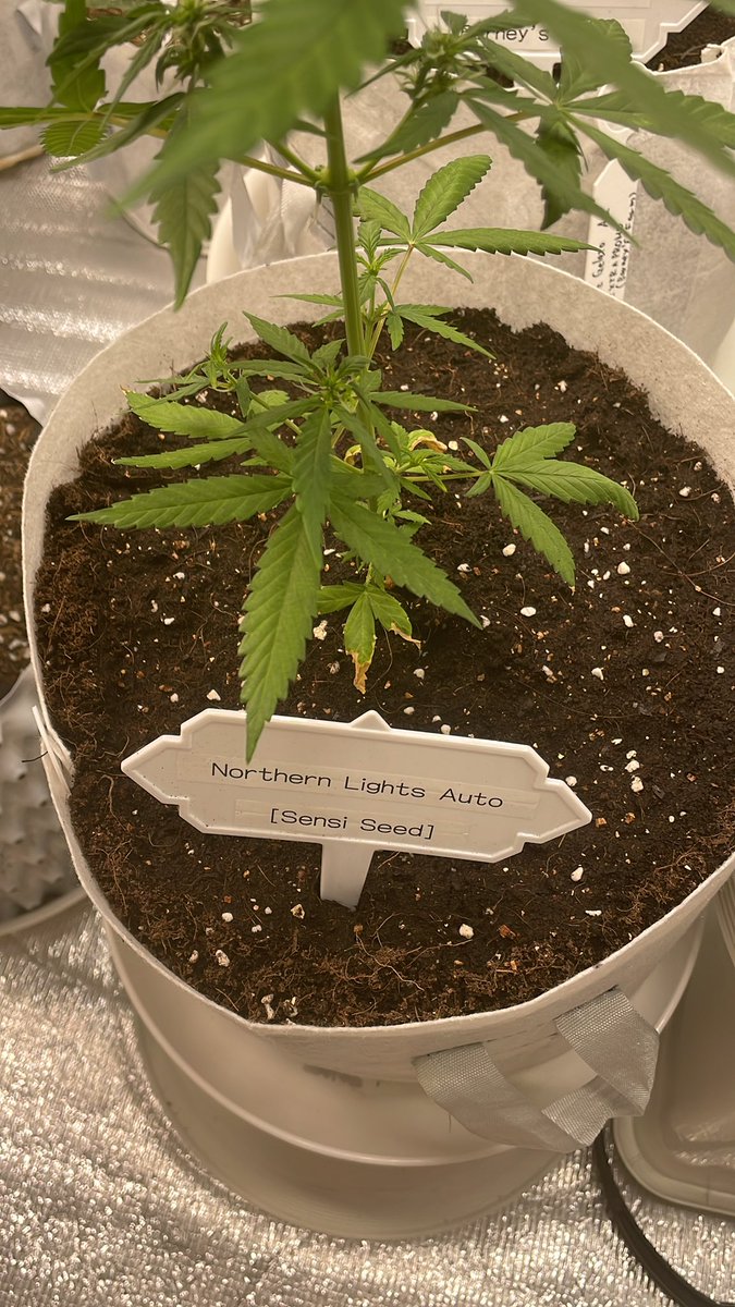 marijuanaglow's tweet photo. 大麻栽培Day80
#NorthernLightAuto
#SensiSeeds
今日は大麻の紹介ではなくて、土が良いので、ご報告^ ^
Glow仲間の方からの紹介で使った土が良かったので、写真を撮りました。
今までは、 #GeisyaSoil と #SuperSoil を1:2の割合で混ぜてたのを辞めました!
#BestPlants https://t.co/1wNO86Qnlh