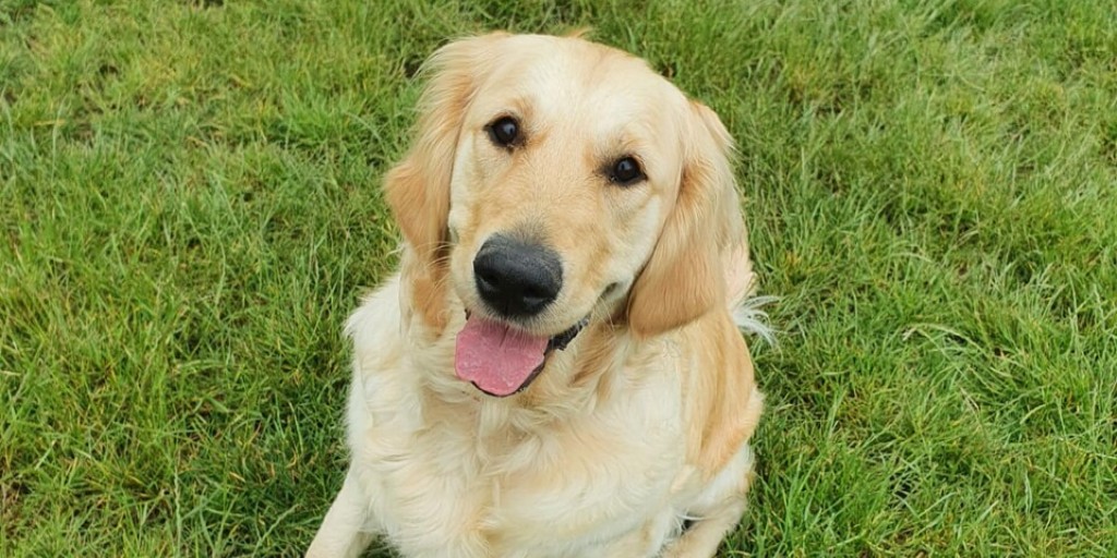 Guide Dogs (@guidedogs) on Twitter photo Buddy dog Millie wishes the best of luck to fellow Millie <a href="/Mdawg1bright/">Millie Bright</a> and the rest of the amazing <a href="/Lionesses/">Lionesses</a> for their "kick off" match at the FIFA Women's World Cup Cup <a href="/FIFAWWC/">FIFA Women's World Cup</a> #FIFAWWC #ENG ⚽ Buddy dog Millie wishes the best of luck to fellow Millie <a href="/Mdawg1bright/">Millie Bright</a> and the rest of the amazing <a href="/Lionesses/">Lionesses</a> for their "kick off" match at the FIFA Women's World Cup Cup <a href="/FIFAWWC/">FIFA Women's World Cup</a> #FIFAWWC #ENG ⚽