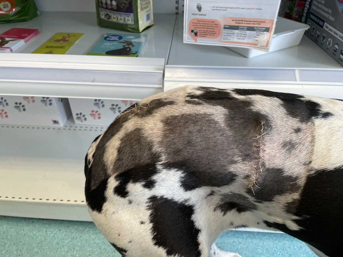 NbChangingPace's tweet photo. 🐾 #Willow's Update! Stitches OUT! 💪 She's healing nicely,🎉 Her elbow's a bit swollen, but she is ready to conquer the canals again! 👑 Thank you for the well wishes and fingers crossed. Hoping for tranquil waters ahead! 🙏🌊 #WillowUpdate #GreatDane #NarrowboatDog https://t.co/6xZo3L1yI3