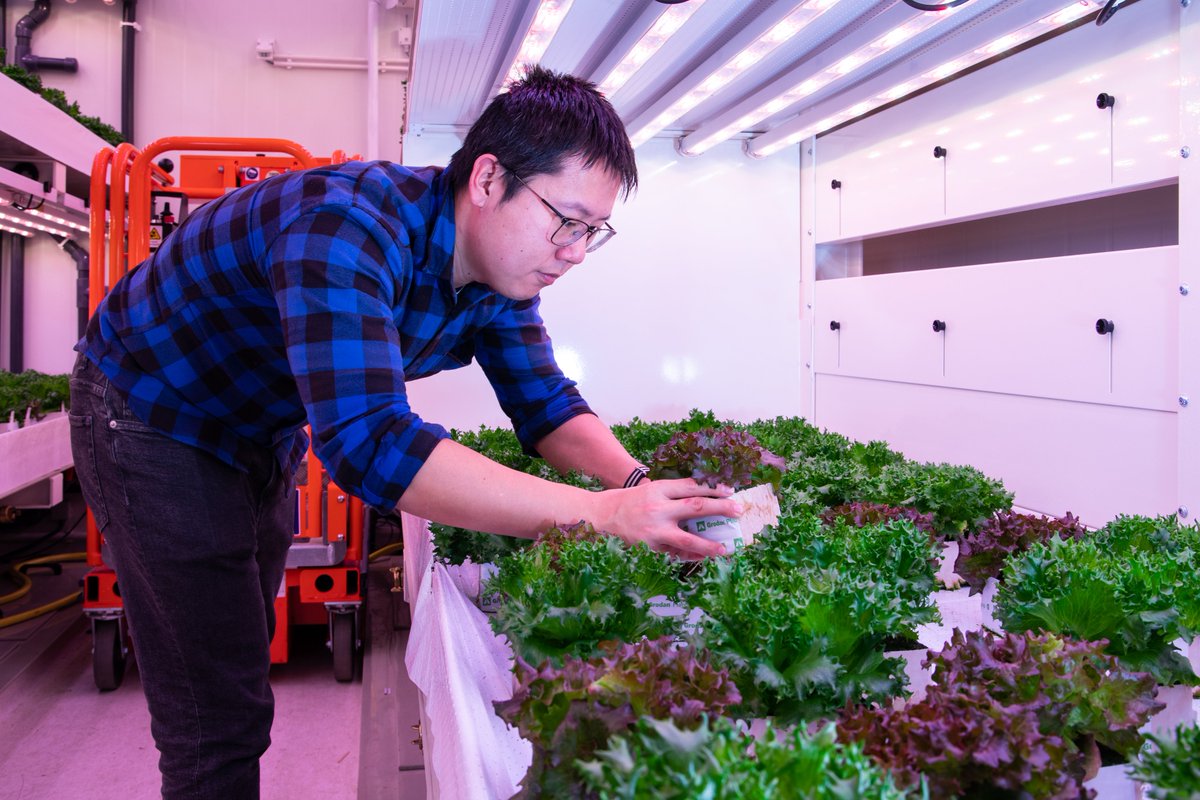 #PlantSciJobs |🌱| PhD Researcher - Local and on-demand production of food in controlled environment agriculture - Apply before 28 Aug 🎓 @LeoMarcelis, Nastassia Vilfan & @crisloop 🔗 lnkd.in/eqrijzH6 📸 Francesco Rucci (photographer) & @inktomato (researcher)