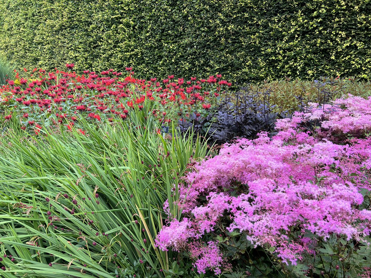 iplantsman's tweet photo. A few shots of the glorious #Herbaceous Borders @TheBotanics where I was on Thursday for @The_RHS #Filipendula forum.  Cracking day, with wonderful #horticulturists, ably cat-herded by the brilliant @meadowmania. 

#planttrials @PlantHerbaceous https://t.co/1Tdb9JTg7B