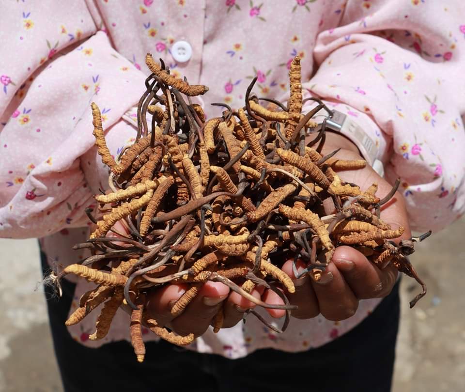 RONBupdates's tweet photo. Wow... Yarsagumba collected in Upper Dolpa. It's demand is very high in foreign countries and is sold at more than NRs. 30 Lakhs per KG depending on quality. 😮

Pic. Camerawalebhai01 https://t.co/cg5wcpISnO