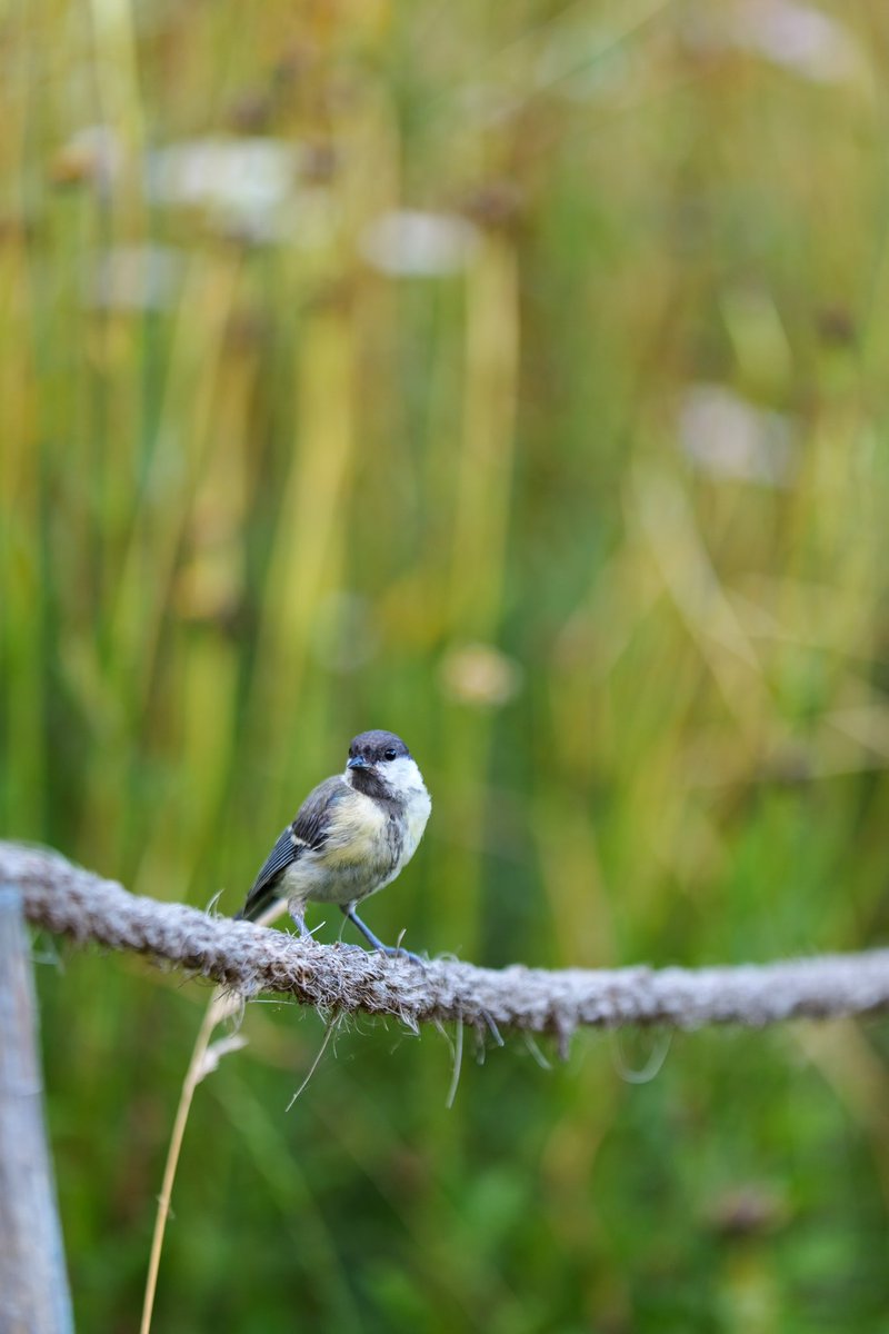 BlogPhotoLumix's tweet image. Les oiseaux sont partout quand on lève la tête ! Ils nous observent et quand on prend le temps de les regarder, ils nous interpellent ! A chaque saison, j’adore photographier les oiseaux ! Ils mettent à rude épreuve notre patience ! @PanasonicEurope