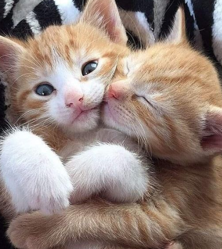 CatsLoveley's tweet photo. Is Professional Help Necessary for Dealing with Pet Loss?
More information please visit our site
#PetLoss #GriefSupport #PetGrief #EmotionalSupport #GuiltReduction #HealingJourney #CopingMechanisms #IndividualSupport https://t.co/MZ70v9MswG