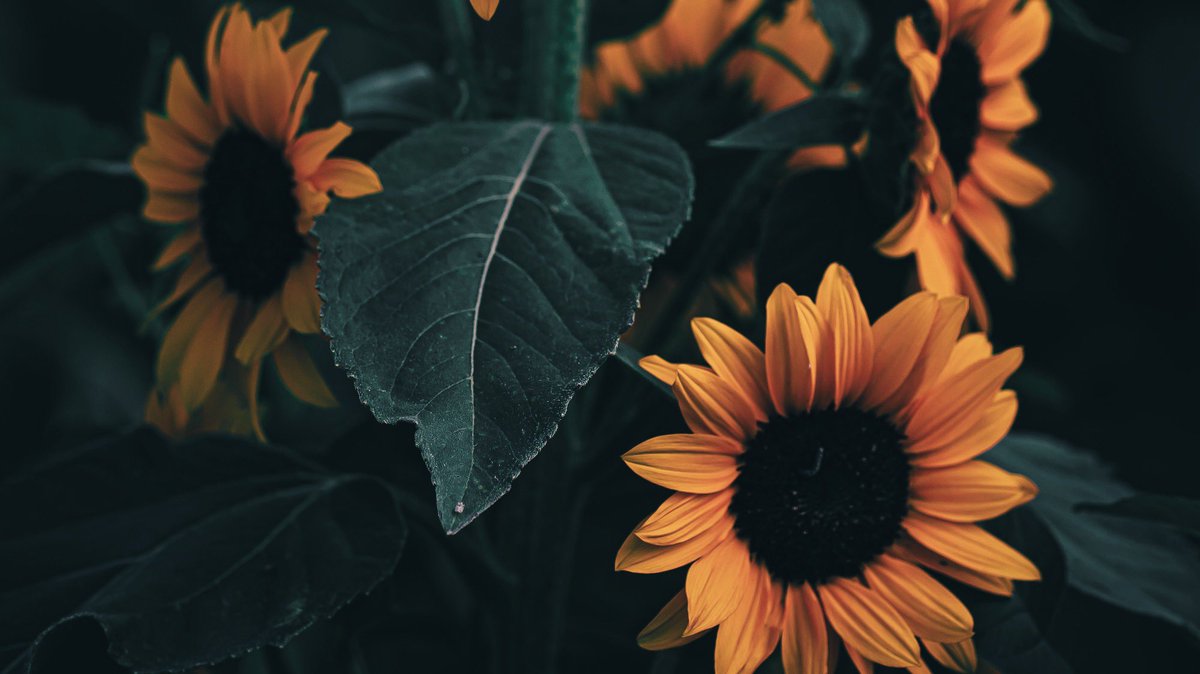 noco3n_com's tweet photo. About the charm of sunflowers. https://t.co/RtyrV69jdn