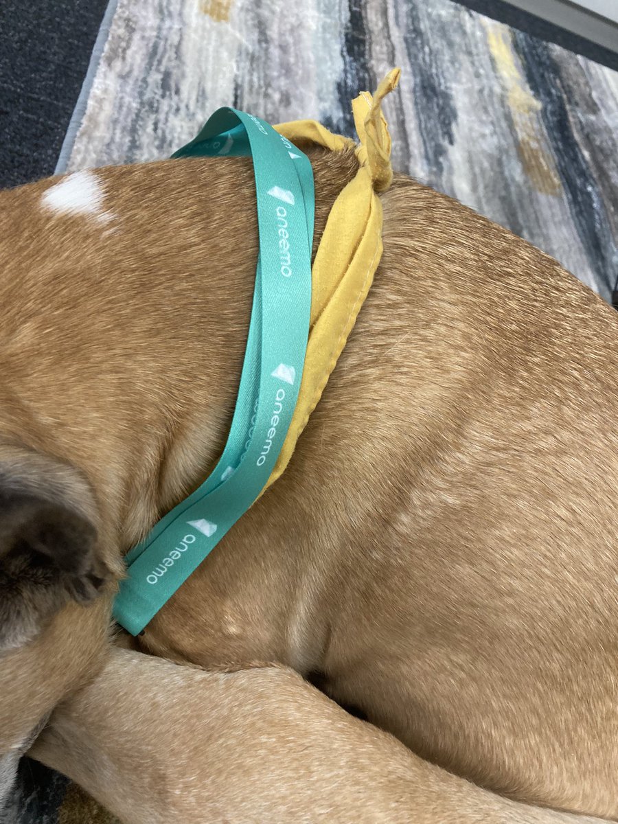 Our very own <a href="/TherapyDogHoney/">Honey 🐕</a> was exhausted after a jam packed day <a href="/aneemolms/">aneemo</a> HQ. Sporting her new aneemo lanyard and ID for office access! 😎