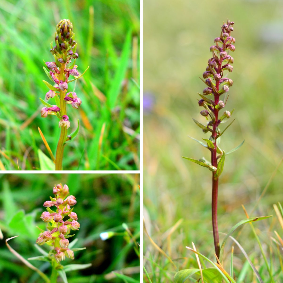 Frog orchids have had a growth spurt with recent rains ⁦@ukorchids⁩ ⁦@BSBIbotany⁩ #SouthCumbria