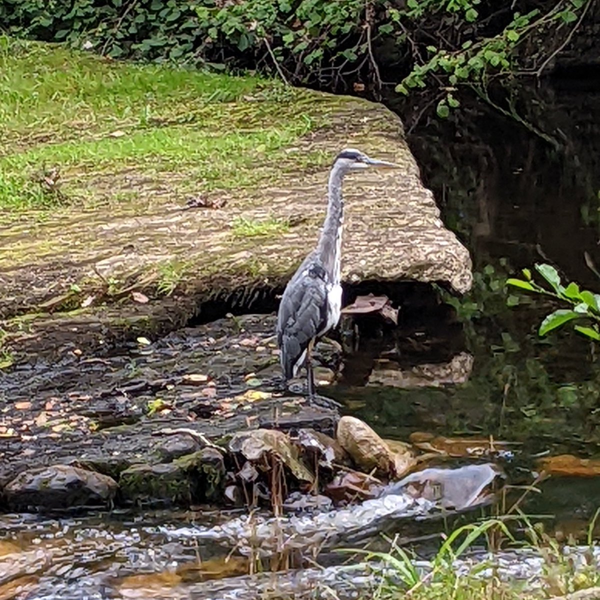 It was lovely to see this beautiful heron at the old weir at #Parke this morning.

#BoveyTracey #DevonWalks #RiverBovey #Devon @nationaltrust