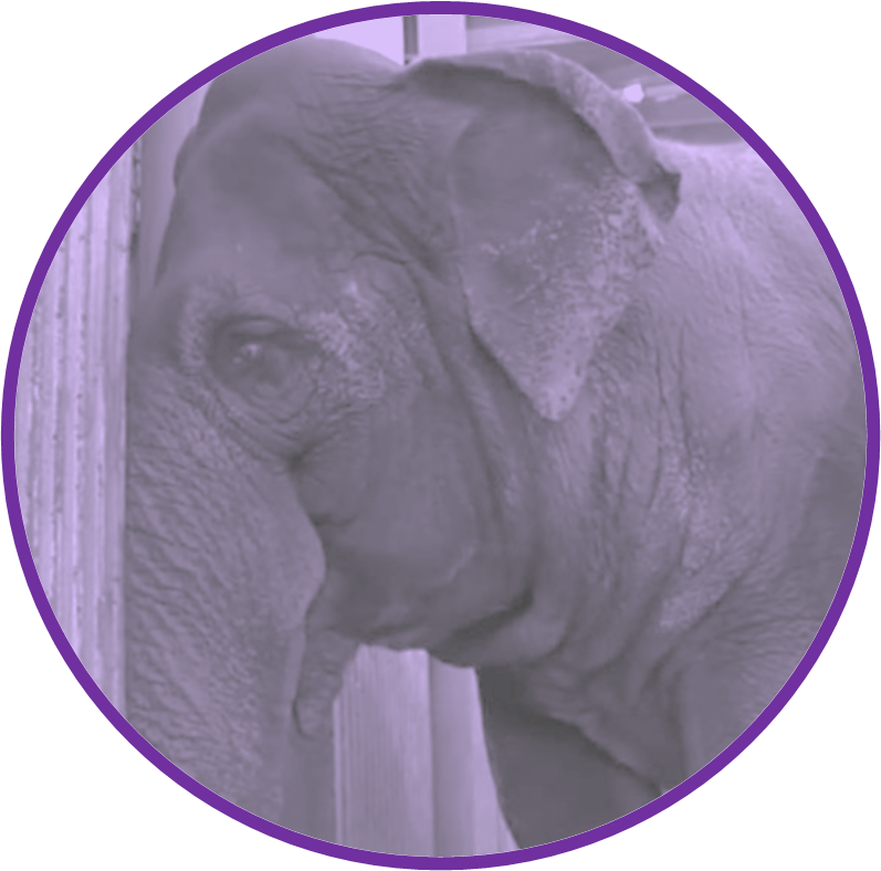 #ElephantTwitter is all about long suffering Lucy at Edmonton Zoo today! Lets #Storm4Lucy 
 Pacific time - 9:00am
 Mountain time - 10:00am 
Central time - 11:00am 
Eastern time - 12:00noon
 London time - 5:00pm ⚡️
Please join in for Lucy 💜