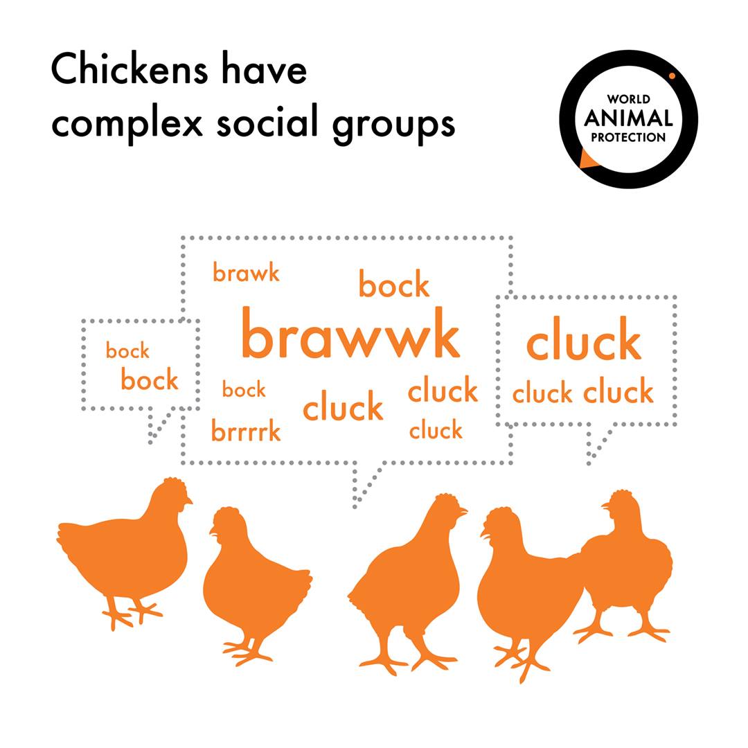 MoveTheWorldIN's tweet photo. Chickens are intelligent, sensitive animals with sophisticated social behaviour. Help give chickens a better life.
Act now: https://t.co/vWuQXf86bS
#EndSuperbug #AMR #anitbioticawareness #Eatlessmeat #banbatterycages #higherwelfare #animalsinfarming #chickens #Changeforchickens https://t.co/yNrsCsPf39