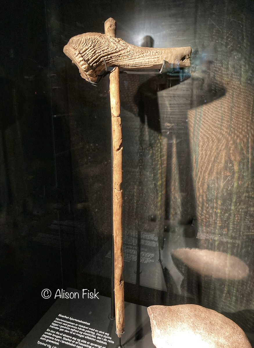 Wow, an extraordinary survival! A Mesolithic axe used by a hunter-gatherer some 7,000 years ago! 🤩

Red deer antler and hazel wood. The pointed end suggests it was also used for digging/foraging. From a submerged Ertebølle coastal settlement, Tybrind Vig, Denmark.

#Archaeology